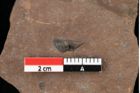 Foto (Detailansicht) von Glyptostrobus europaeus Brongniart (NHMW-GEO-2024-0188-0164)